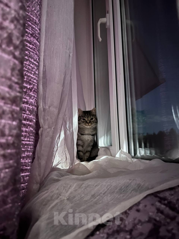 Кошки в Кудрово: Кошечка в добрые руки Девочка, Бесплатно - фото 1