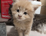 Кошки в Химках: Мейнкун котята классика Мальчик, 55 000 руб. - фото 1