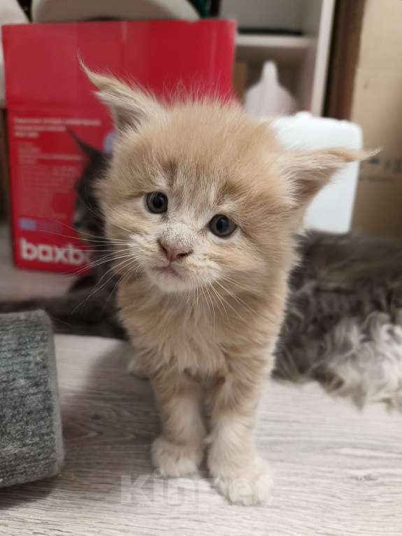 Кошки в Химках: Мейнкун котята классика Мальчик, 55 000 руб. - фото 1
