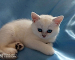 Кошки в Уфе: британский короткошерстный котенок Мальчик, Бесплатно - фото 1
