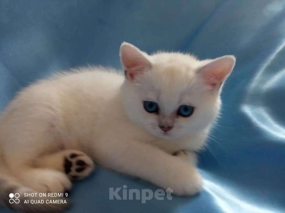 Кошки в Уфе: британский короткошерстный котенок Мальчик, Бесплатно - фото 1