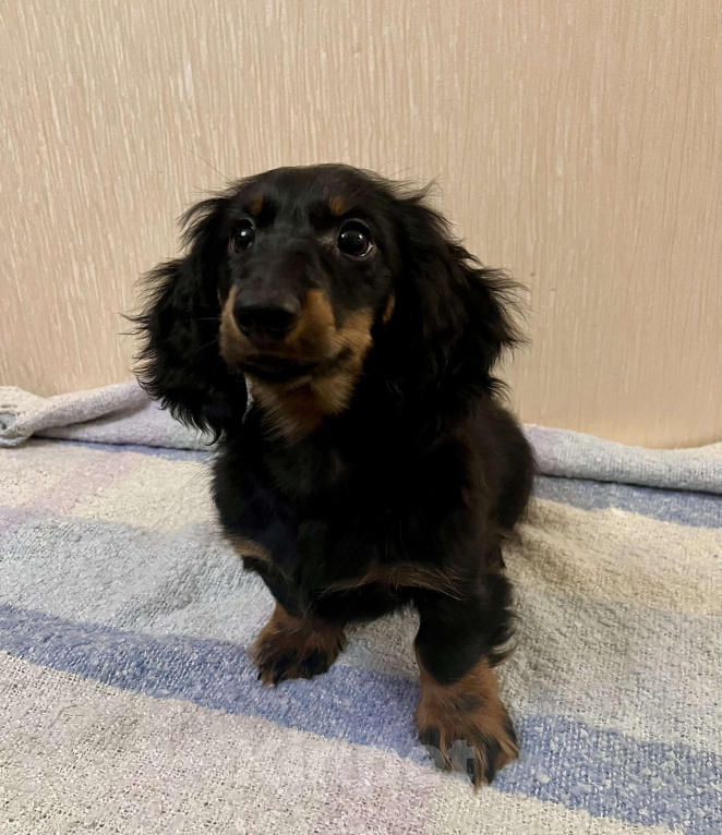 Собаки в Москве: Черно-подпалый мальчик длинношерстной таксы Мальчик, 50 000 руб. - фото 4