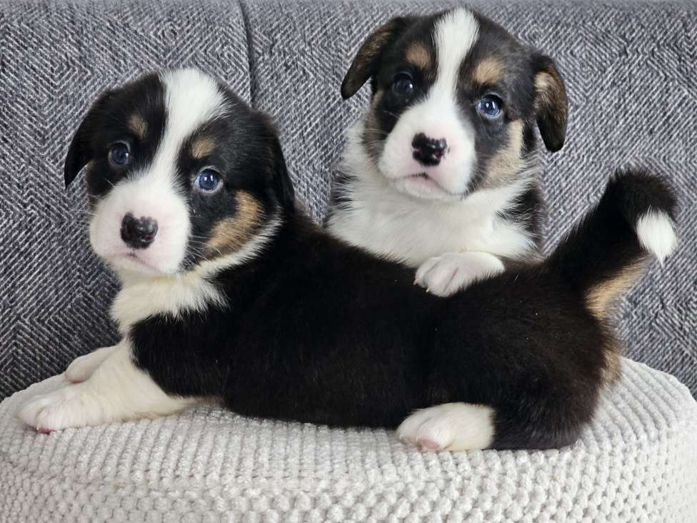 Собаки в Санкт-Петербурге: Вельш-корги-кардиган сука Девочка, Бесплатно - фото 2