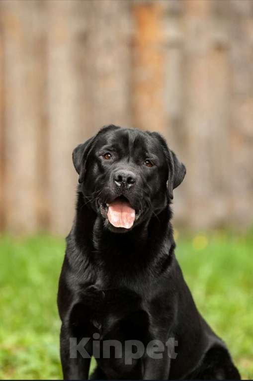 Собаки в Томске: Чёрный подрощенный мальчик.  Мальчик, 30 000 руб. - фото 4