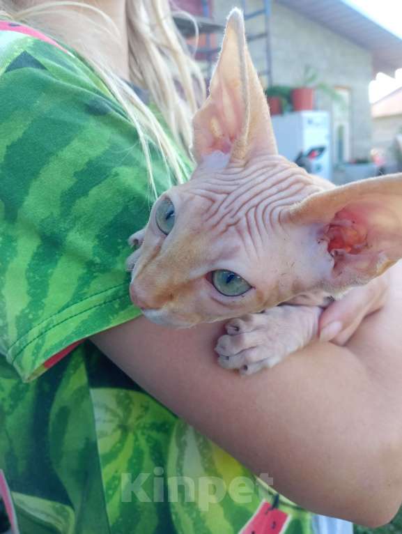 Кошки в Белгороде: Котёнок донского сфинкса  Девочка, 7 000 руб. - фото 2