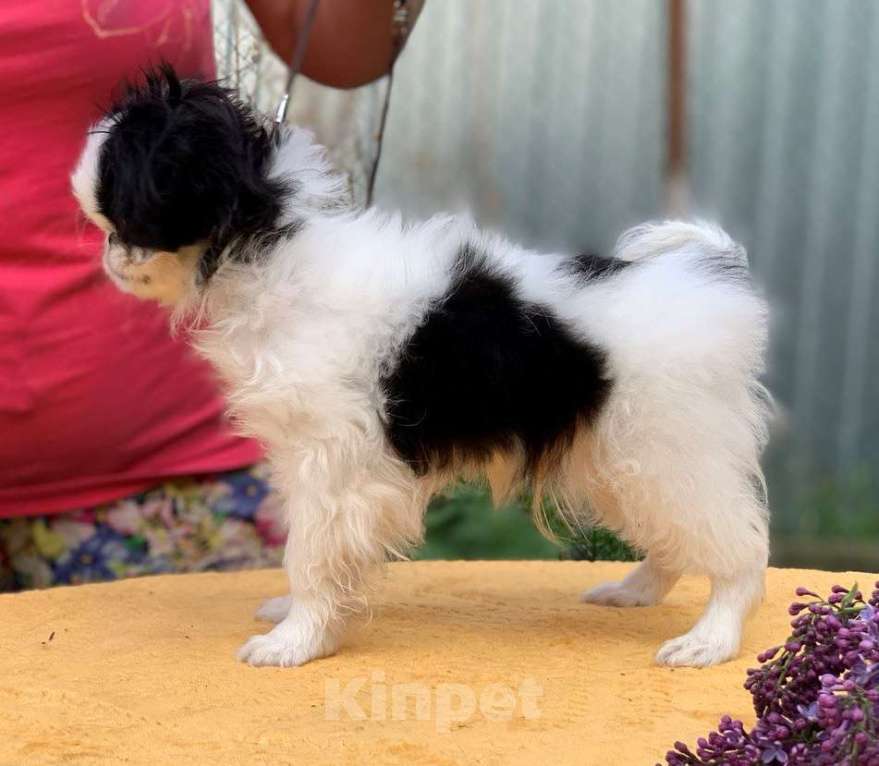 Собаки в Курске: Щенок японского хина Мальчик, 70 000 руб. - фото 2