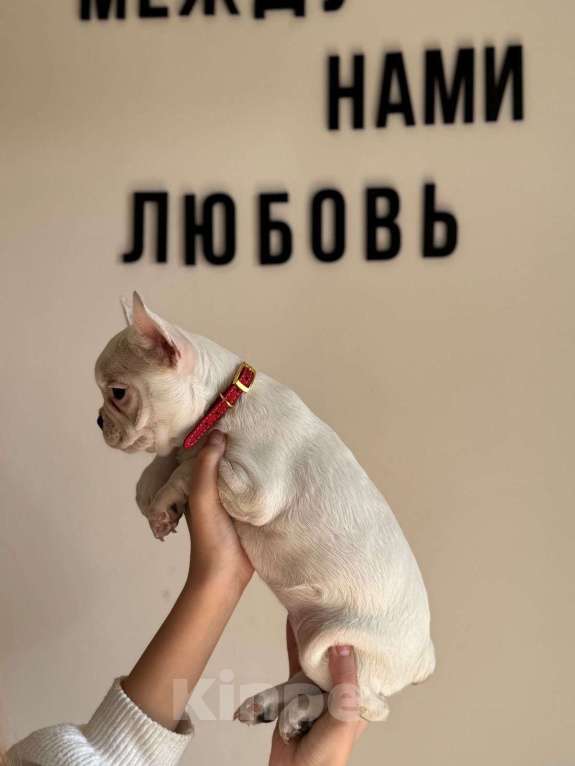 Собаки в Краснодаре: Продам белого французского бульдога Девочка, 25 000 руб. - фото 1
