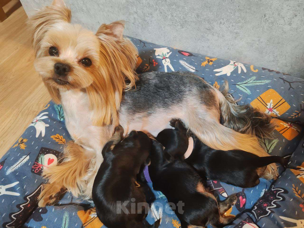 Собаки в Ижевске: Ранее бронирование щенков Мальчик, Бесплатно - фото 4