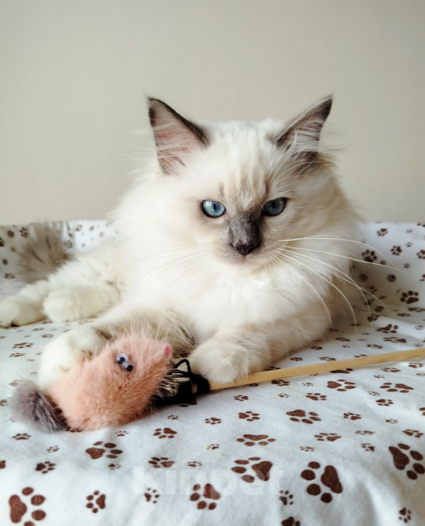 Кошки в Москве: Котик котёнок рэгдолл Мальчик, 60 000 руб. - фото 5