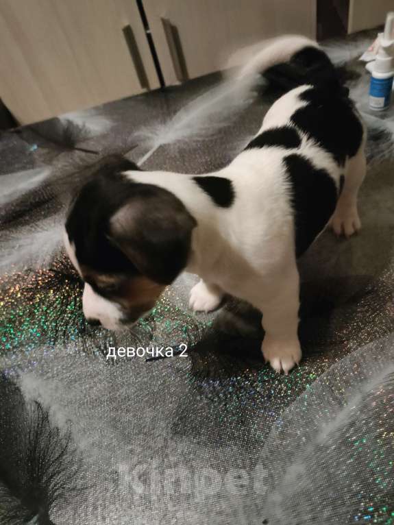 Собаки в Москве: Щенок 2 Девочка, 30 000 руб. - фото 6