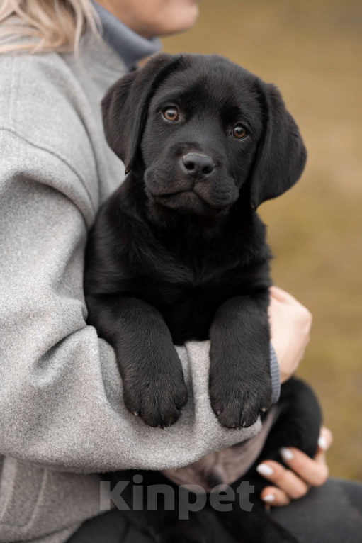 Собаки в Санкт-Петербурге: Щенок Лабрадора девочка  Девочка, 90 000 руб. - фото 1