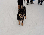 Собаки в Нижнем Новгороде: Вязка собак, 1 руб. - фото 4