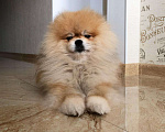 Собаки в Казани: Вязка, Бесплатно - фото 1