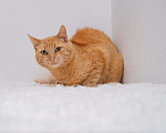 Кошки в Рязани: Рыжая кошка в дар, Бесплатно - фото 2