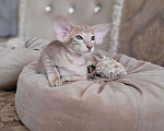 Кошки в Таганроге: Ориентальный котенок Девочка, 70 000 руб. - фото 2