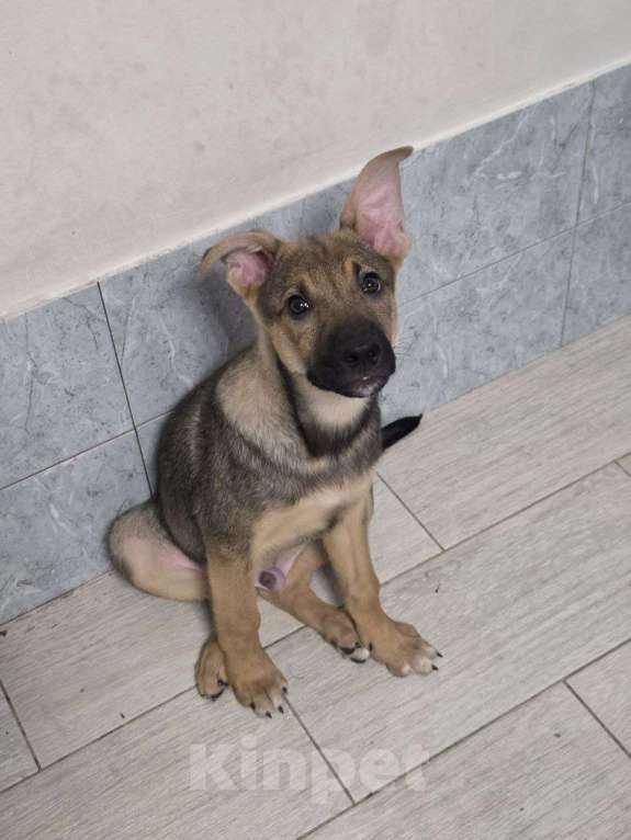 Собаки в Москве: В среду Ройса ждет улица Мальчик, Бесплатно - фото 2