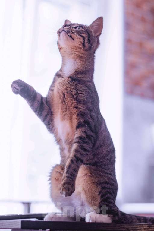 Кошки в Москве: Самая любопытная кошка в мире. Леона ищет дом Девочка, Бесплатно - фото 2