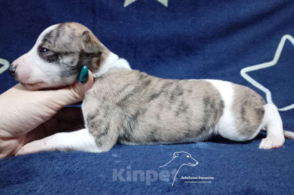 Собаки в Москве: Щенки уиппета кобели для раннего бронирования Мальчик, Бесплатно - фото 4