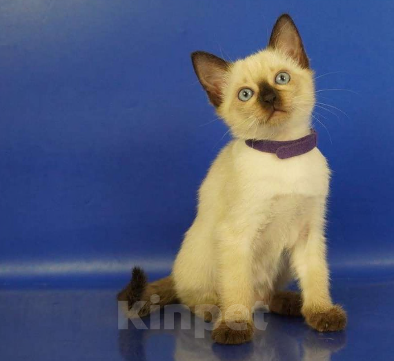 Кошки в Москве: Lyon Gamlet Мальчик, 60 000 руб. - фото 3