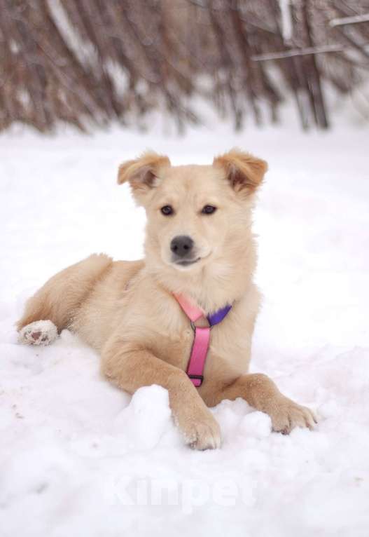 Собаки в Москве: Пушистая нежная Дори в добрые руки Девочка, Бесплатно - фото 1