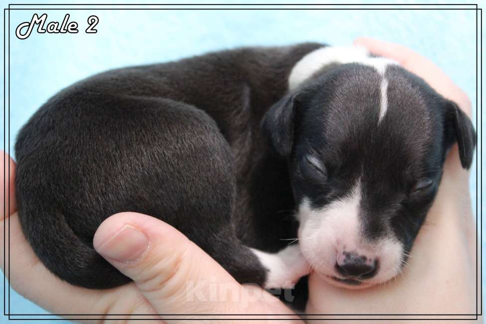 Собаки в Москве: Интересный щенок уиппета Мальчик, Бесплатно - фото 10