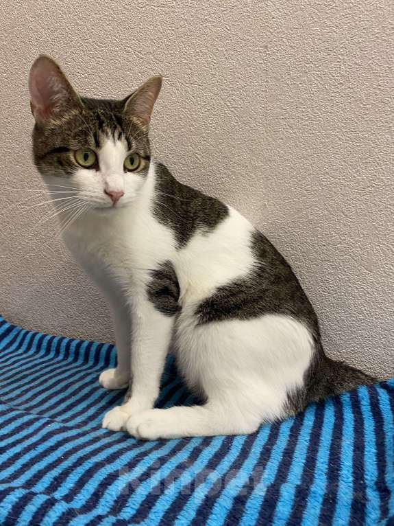 Кошки в Реутове: Взрослый кот в добрые руки Мальчик, Бесплатно - фото 8