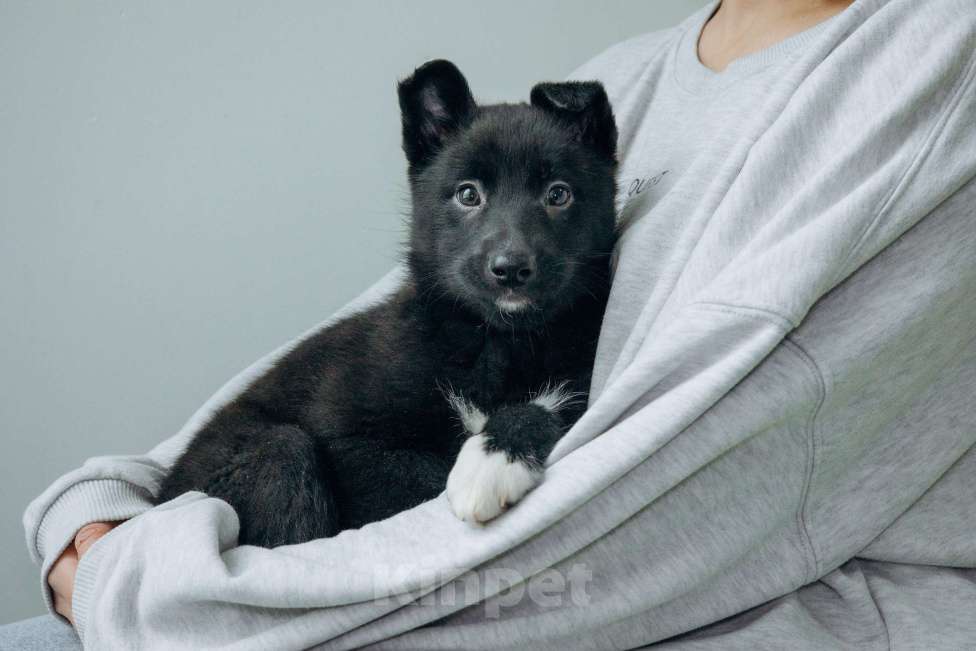 Собаки в Москве: Щенки-помет бесплатно в Москве Девочка, Бесплатно - фото 7