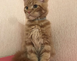 Кошки в Самаре: Шикарный Кот Мейн-кун Мальчик, 50 000 руб. - фото 10