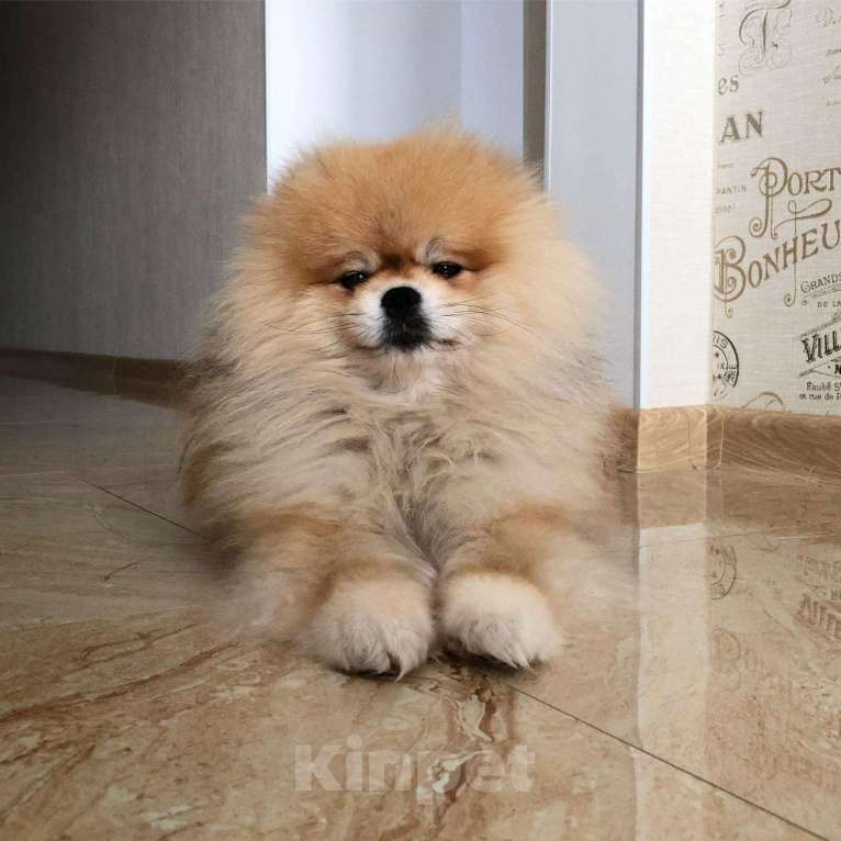 Собаки в Казани: Вязка, Бесплатно - фото 1