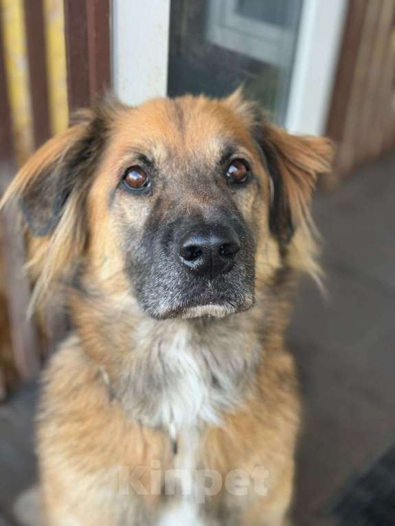 Собаки в Москве: Пушистый рыжий пёс Миша в добрые руки Мальчик, 1 руб. - фото 1