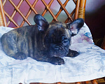 Собаки в Москве: Французский бульдог  Мальчик, 40 000 руб. - фото 1