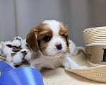 Собаки в Дивногорске: Кавалер Кинг чарльз спаниель Разнополые, 80 руб. - фото 7