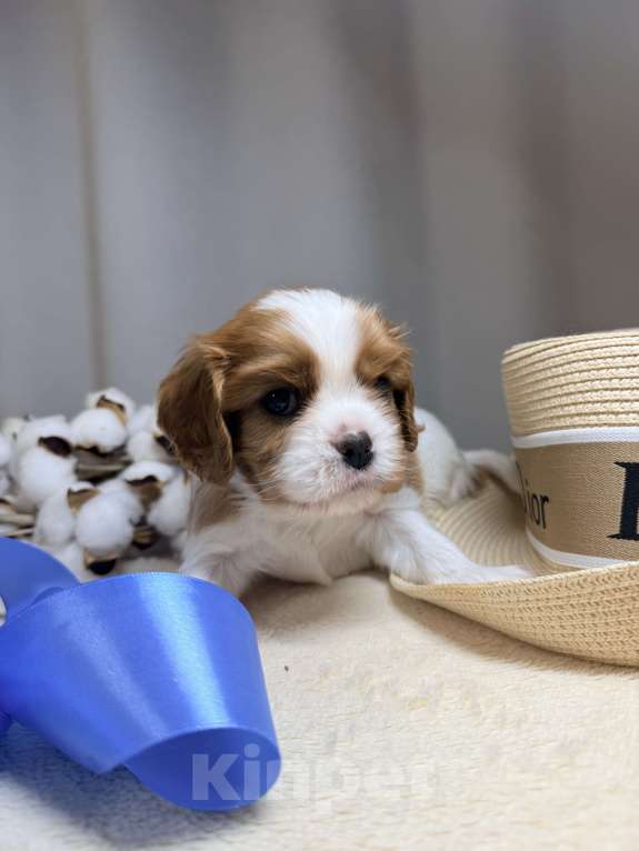 Собаки в Дивногорске: Кавалер Кинг чарльз спаниель Разнополые, 80 руб. - фото 7