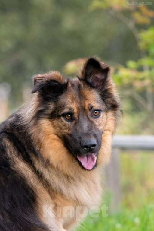 Собаки в Москве: Метис длинношерстной немецкой овчарки Миша ищет дом Мальчик, 1 руб. - фото 2