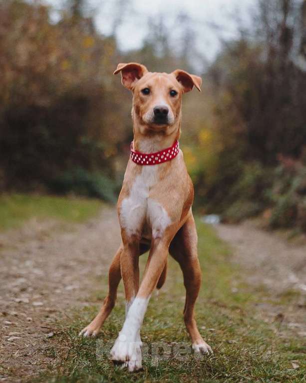 Собаки в Люберцах: Солнечный парень Вилли в поисках родителей Мальчик, Бесплатно - фото 3