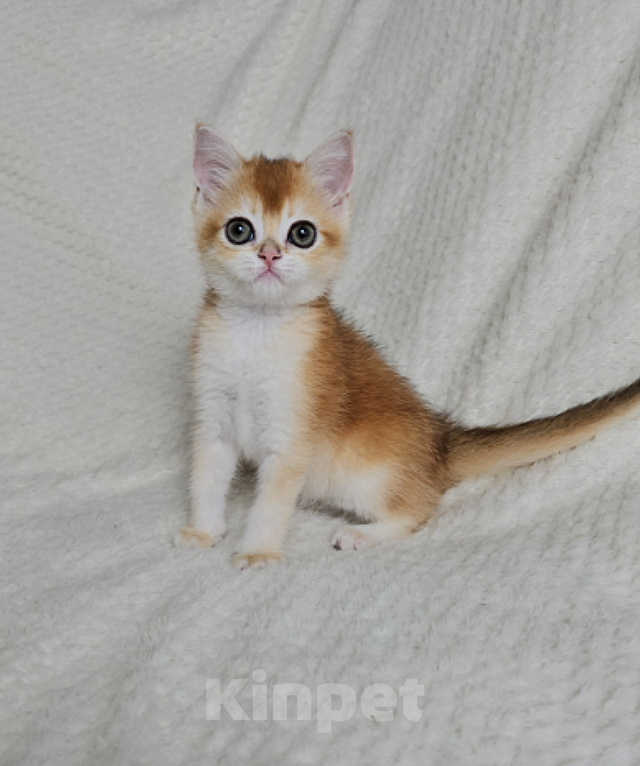 Кошки в Казани: Шотландский прямоухий котенок Девочка, 40 000 руб. - фото 2