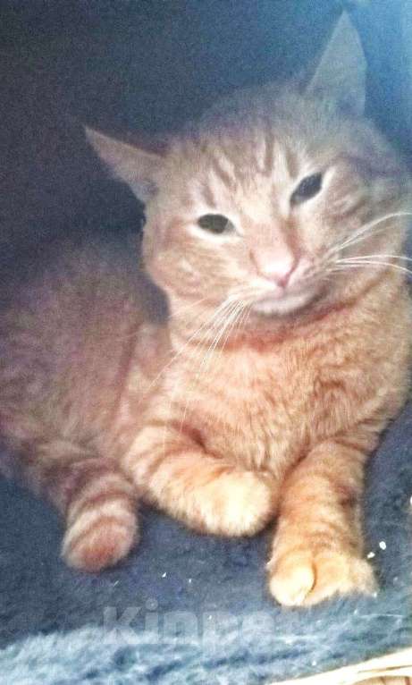 Кошки в Москве: Самый Рыжий Рыжий Кот!  Мальчик, 100 руб. - фото 1