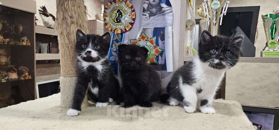 Кошки в Москве: Шотландские Котята  (Скотиш Фолд) Мальчик, 30 000 руб. - фото 4