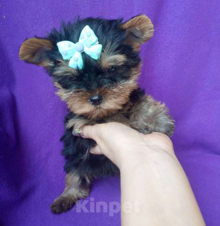 Собаки в Москве: Йоркширский терьер стандартная девочка Девочка, 45 000 руб. - фото 3
