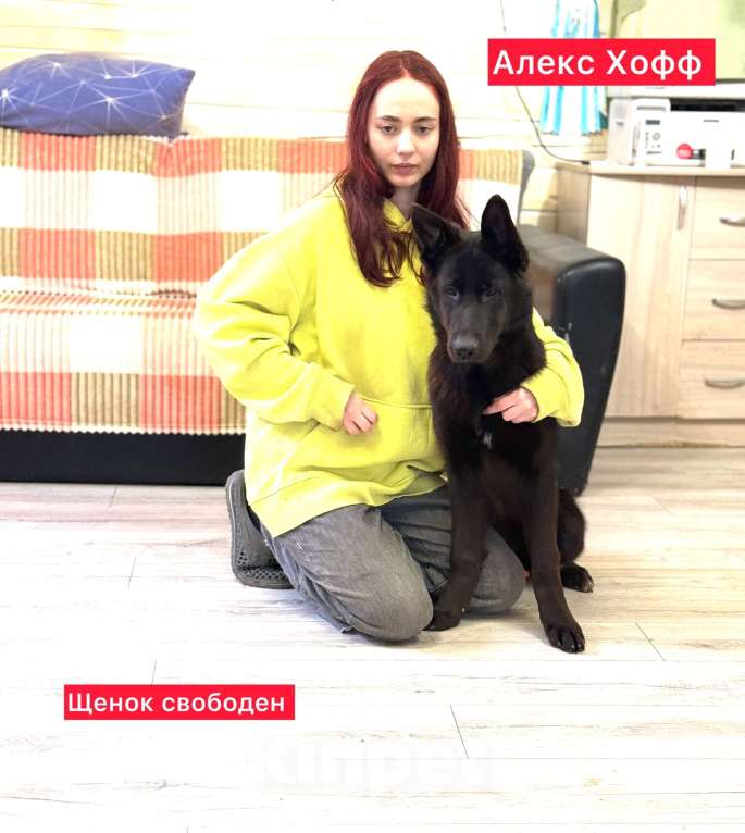 Собаки в других городах Московской области: Подросток немецкой овчарки, 7 месяцев Девочка, 75 000 руб. - фото 1
