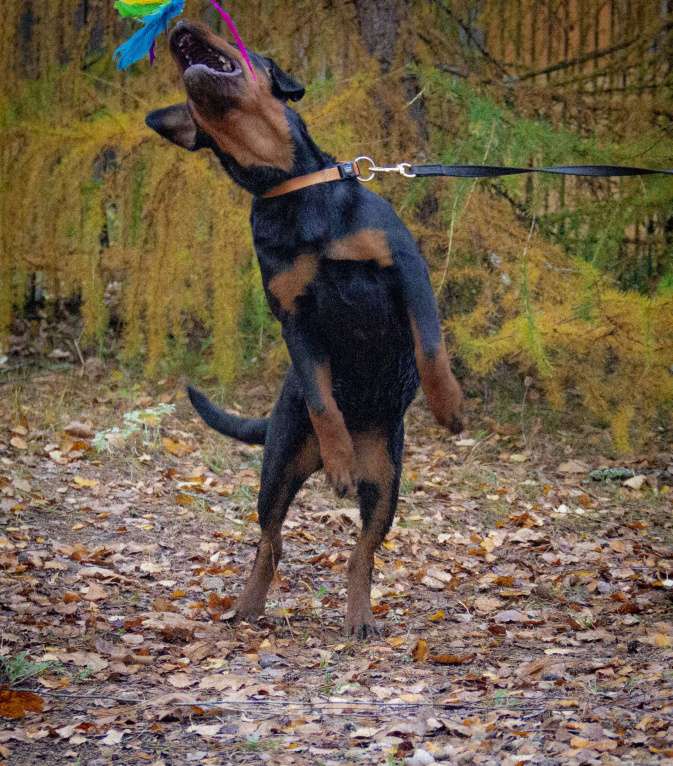 Собаки в Смоленске: Звезда Давида Броня Девочка, 120 000 руб. - фото 5