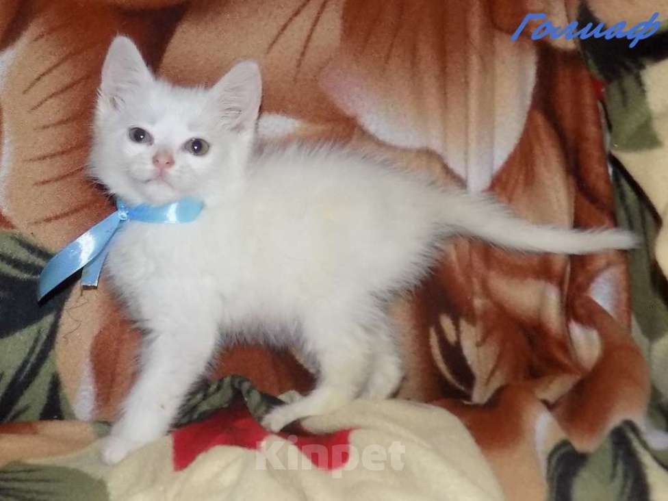 Кошки в Москве: Котята турецкой ангоры Мальчик, 10 000 руб. - фото 3