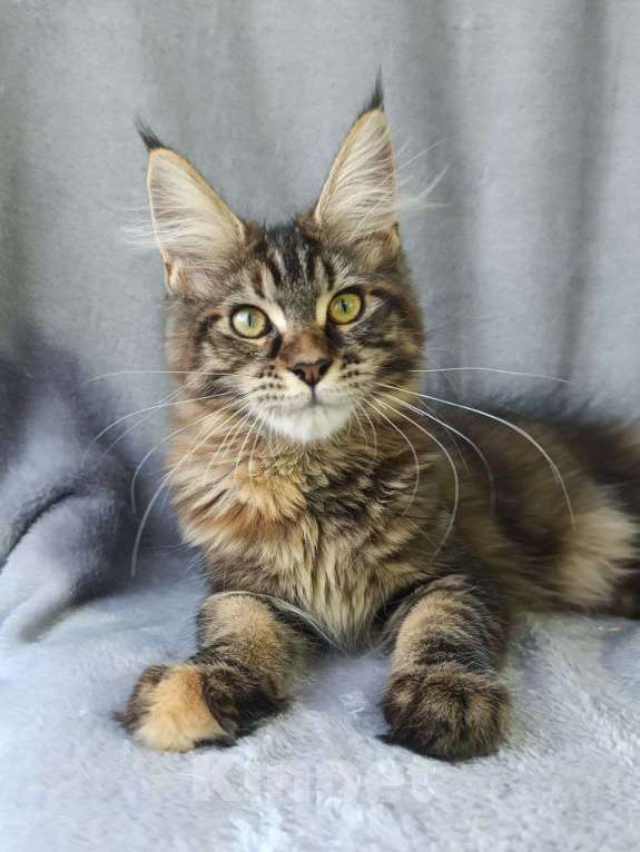 Кошки в Анапе: Черепашка Мейн-кун Девочка, 20 000 руб. - фото 5