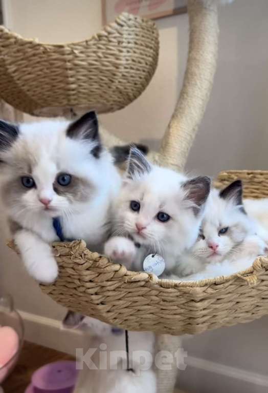 Кошки в Москве: Невероятно нежные Мальчик, 90 000 руб. - фото 1