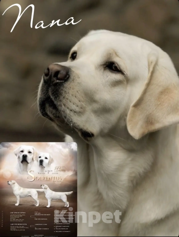 Собаки в Иркутске: ЩЕНКИ ЛАБРАДОРА РЕТРИВЕРА Разнополые, 60 000 руб. - фото 9