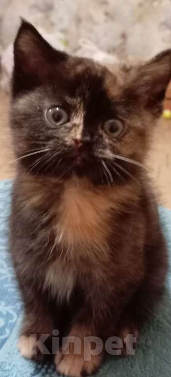 Кошки в Хабаровске: Котик  Девочка, 300 руб. - фото 3