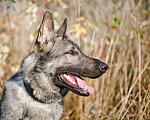 Собаки в других городах Московской области: Грей ищет верного хозяина Мальчик, Бесплатно - фото 9