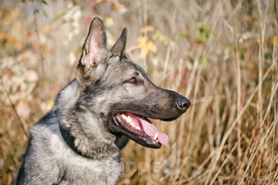Собаки в других городах Московской области: Грей ищет верного хозяина Мальчик, Бесплатно - фото 9
