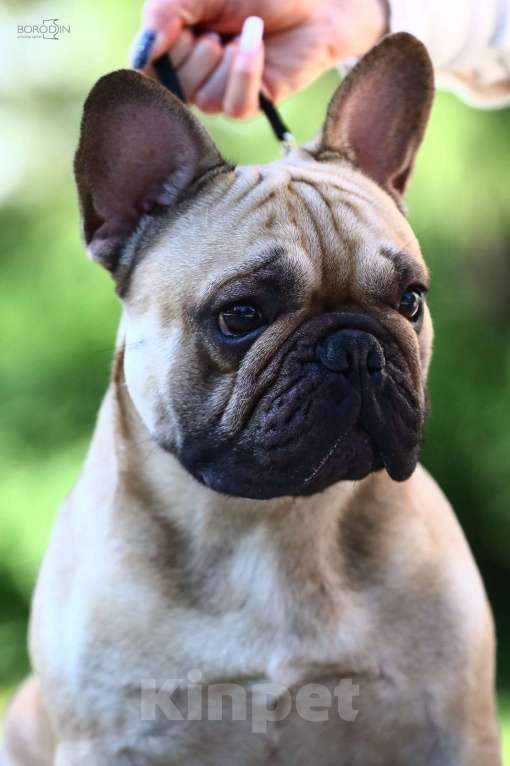 Собаки в Новосибирске: Французский прину Мальчик, 80 000 руб. - фото 5