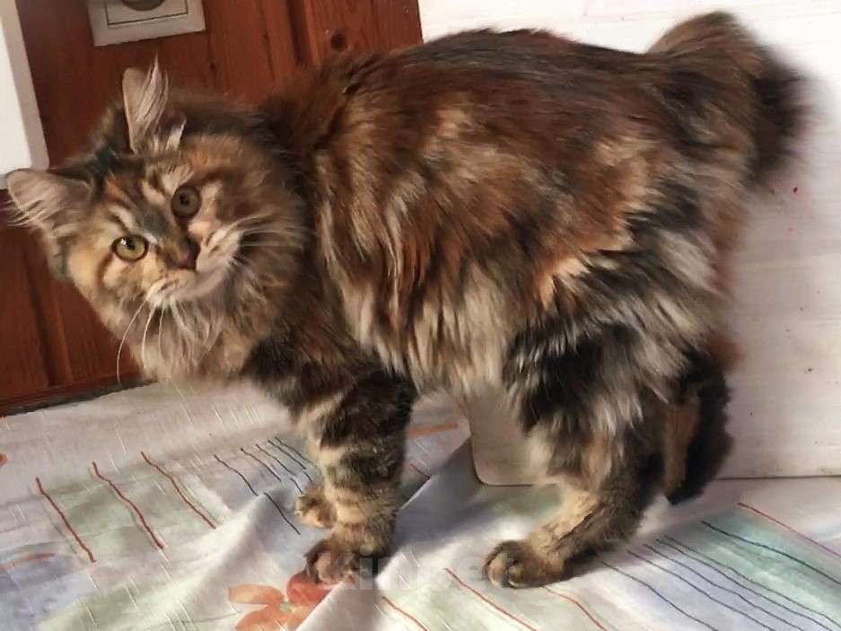 Кошки в Москве: Кошечка курильский бобтейл Девочка, Бесплатно - фото 3